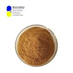 Eucalyptus Extract Powder Supplier - 5:1 Leaf Extract Respiratory Support