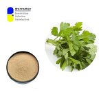 Parsley Extract Powder Manufacturer - 4:1 Petroselinum Crispum Extract