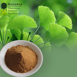 Ginkgo Biloba Extract Powder Supplier - USDA Organic 24% Flavonoids