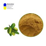 Olive Leaf Extract Powder Manufacturer - 12% Oleuropein Antioxidant Support