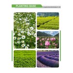 Notopterygium Oil Manufacturer - High Quality Organic Herbal Essential Oil Pure Natural Sweet