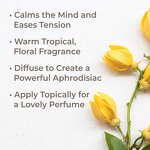 Ylang-Ylang Essential Oil Factory - Therapeutic Wholesale 100% Pure Natural Organic