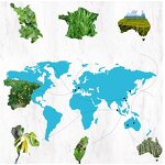 Black Pepper Oil Supplier - Bulk 100% Natural Pure Natural Source