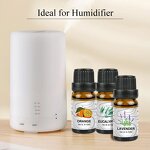 Diffuser Oil Set Factory - 6 Pack Water-soluble Fragrance Essential Oil Private Label OEM
