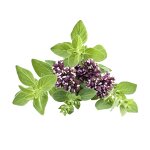 Clove Oil Manufacturer - Wholesale Pure Natural Organic Undiluted for Baby Hair Care