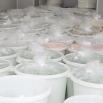 Clove Eugenol Oil Factory - Wholesale Supply 99% Pure Methyl Eugenol for Fruit Fly