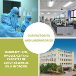 Angelica Essential Oil Supplier - Factory Supply Pure Natural Custom Private Label