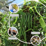 Vanilla Oil Supplier - Fragrance Body Care for Aromatherapy Soap Candle Making