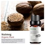 Nutmeg Oil Manufacturer - OEM 10ml Therapeutic Grade 100% Natural Indian for Health Care