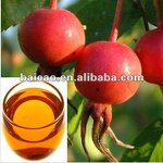 Rosehip Oil Factory - Essential Oil Manufacture Support 100% Pure Natural for Skin Care High Demand