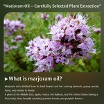 Marjoram Oil Manufacturer - Wholesale Bulk 100% Pure Essential Origanum Majorana Oil Best Price