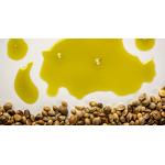 Hemp Seeds Essential Oil Supplier - Organic Carrier Oil Cosmetic Therapeutic Grade ISO Certified OEM