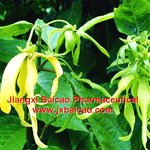 Osmanthus Ylang Ylang Essential Oil Supplier - Pure Natural for Aromatherapy & Perfumery