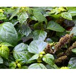 Patchouli Essential Oil Factory - Therapeutic Grade Rich Musky Aroma for Skin Hair Care