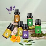 Aromatic Perfume Set Supplier - Natural Sweet Orange Eucalyptus Tea Tree Camellia Bulk Fragrant