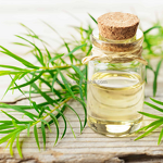 Tea Tree Oil Factory - High Concentration Premium for Cosmetics Steam Distillation Wholesale