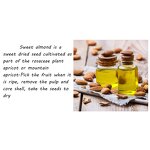 Sweet Almond Seed Oil Supplier - Therapeutic Grade Lightweight for Essential Oil Dilution Wholesale