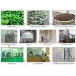Peppermint Oil Factory - Bulk Price Cosmetic Grade Pure Nature Steam Distillation for Sale