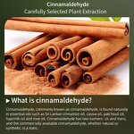 Cinnamon Essential Oil Supplier - 100% Pure From Bark Soothing Aromatherapy for Stress Relief Skin