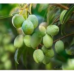 Olive Oil Supplier - Wholesale Authentic Organic Cold-Pressed Extract for Skin Use Direct Plant