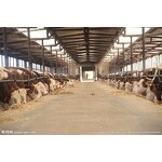 Calcium Formate Manufacturer - Food Industrial Grade for Concrete