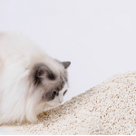Tofu Cat Litter Supplier - Dust Free Biodegradable 6l Scented Multiple Colors Soluble Plant