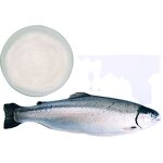 Fish Collagen Peptide Factory - Fish Maw Protein Supplement