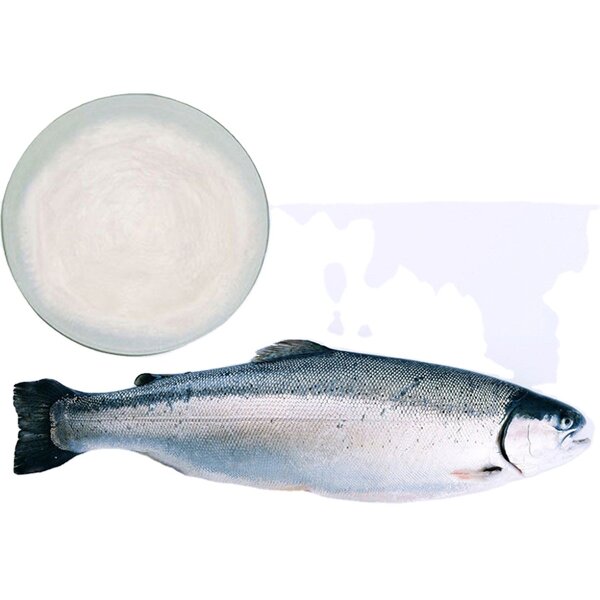Fish Collagen Peptide Factory - Fish Maw Protein Supplement