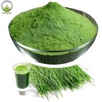 Barley Grass Powder Manufacturer - Organic Spray Dried