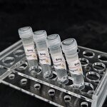 Glutamate-pyruvate Transaminase 1 Antibody Supplier - GPT1 mAb1