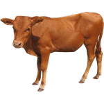 Bovine Spleen Powder Manufacturer - Grass-fed Beef Spleen Extract