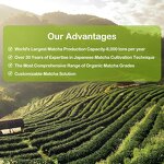 Baked Matcha Powder Manufacturer - Ceremonial 100% Pure Matcha Green Tea Powder Bulk