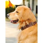 Pet Dog Collar Manufacturer - Premium Soft Genuine Leather