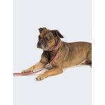 Vegetable Tanned Collar Supplier - Customized Pet Dog Cat