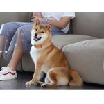 Studded Dog Collar Supplier - High Quality Custom LOGO