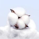 Cleanroom Cotton Swab Supplier - Sterile Supplies Medical Devices Laboratory Consumables