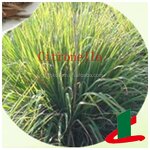 Citronella Oil Manufacturer - Pure Natural Bulk Supply