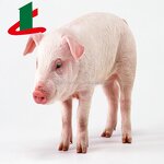 Enramycin Premix Supplier - 4% or 8% Feed Additive Factory