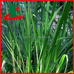 Citronella Oil Manufacturer - Pure Natural Bulk Supply