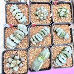 Cocopeat Bricks Supplier - Wholesale 5kg Piece Low EC Value