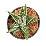 Cocopeat Bricks Supplier - Wholesale 5kg Piece Low EC Value