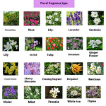 Lily Fragrance Essence Manufacturer - High-concentration Long-lasting