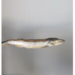 Freeze Dried Capelin Supplier - Treats for Cats Dogs Fish Application