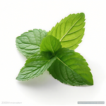 Organic Menthol Slices Manufacturer - Food Grade High Standard for Industrial Flavor