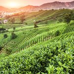 Matcha Powder Manufacturer - Premium 1kg 3 in 1 OEM/ODM