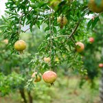 Pomegranate Grapefruit Juice Manufacturer - Fresh Concentrated 840ml