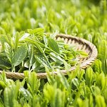 Oolong Tea Supplier - Organic Lotus Flavored 50g Bag