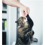 Freeze Dried Salmon Pet Snacks Manufacturer - Dried Cat Treats Supplier