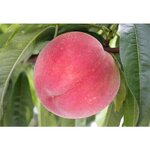 Peach Powder Flavor Supplier - Natural Fruit Aroma Organic Extraction Factory Wholesale