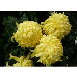 Chrysanthemum Powder Flavor Manufacturer - Natural Organic Extract Floral Fragrance Food Additive